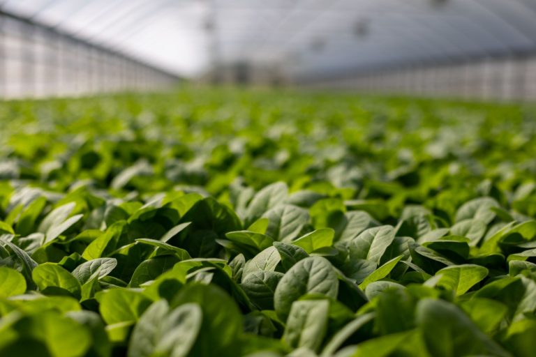 Horticultură & agricultură